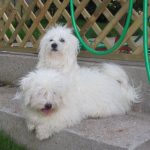 Coco und Vampi